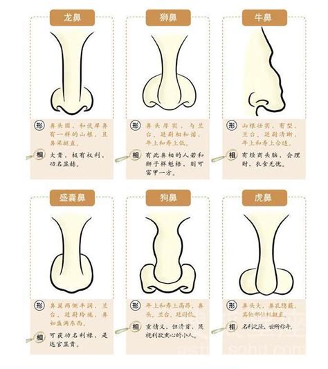 富貴鼻 面相|從額頭鼻子看富貴 